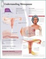 Understanding Menopause Anatomical Chart