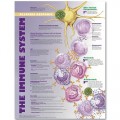 Immune System Allergic Response Anatomical Chart