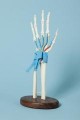 Carpal Tunnel Hand Anatomical Model