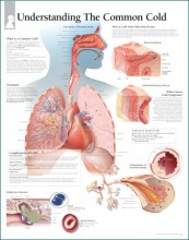 Common Cold Poster