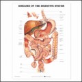 Diseases of the Digestive System Anatomical Chart