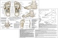 Foot Reflexology and Acupuncture Chart