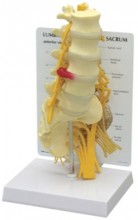 Lumbar Vertebrae Model with Sacrum 5-Pc.