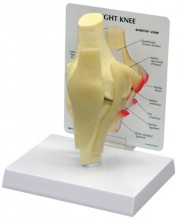 Knee Anatomical Model Basic