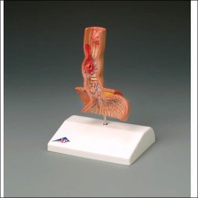 Esophagus Anatomical Model