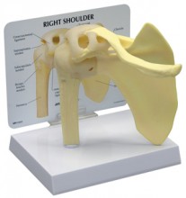 Shoulder Anatomical Model Basic