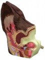 Canine Ear Model