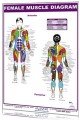 Female Muscle Diagram