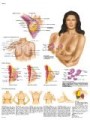 La poitrine féminine - Anatomie, pathologie et auto-examen Chart