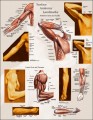 Upper Body Surface Landmarks of the Muscles Posters