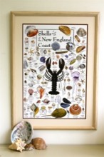 Shells of the New England Coast Poster