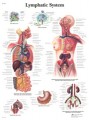 Lymphatic System Anatomical Chart-1