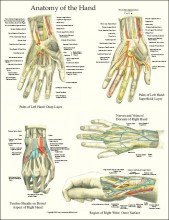 Hand Anatomy Laminated Poster