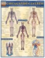 Circulatory System Poster
