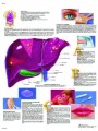 Hepatitis Anatomical Poster