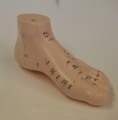 Foot Acupuncture Model