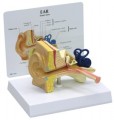 Ear Anatomical Model - Childs
