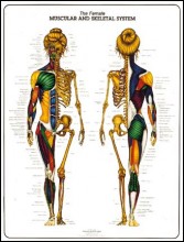 Female Muscular & Skeletal System Anatomy Poster