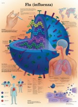 Flu (Influenza) Chart