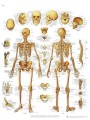 El esqueleto humano Chart ( in Spanish )