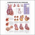 Cardiovascular Disease Anatomical Chart