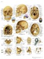 El cráneo humano Chart