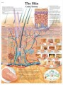 Skin Anatomy Poster
