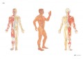 Acupuncture poster Front and Back