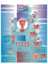 Birth Control Anatomy Poster
