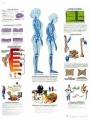 Osteoporosis Chart ( in Spanish )