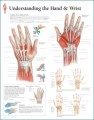 Hand and Wrist Anatomy Poster