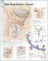Male Reproductive System Anatomical Poster
