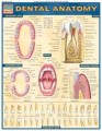 Dental Teeth Anatomy Chart