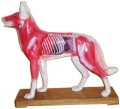 Dog Acupuncture Model