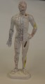 Human Body Acupuncture Model, Small Size
