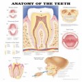 Anatomy of the Teeth Dental Chart