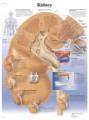 Kidney Anatomy Poster
