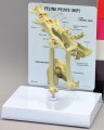 Feline Hip Anatomical Model