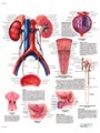 Appareil urinaire, Anatomie et physiologie Chart