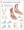 Foot and Ankle Anatoy Poster