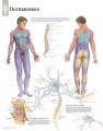 Dermatome Poster