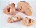 Brain Anatomical Model, Giant size student Edition