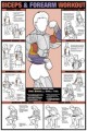 Biceps Exercise Poster