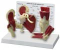 Muscled Joint Set (Mini)