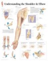 Shoulder and Elbow Poster