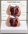 Canine Heart & Lung Heartworm Anatomical Model