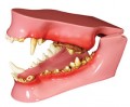 Canine Jaw Model