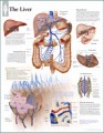 Liver Anatomical Chart