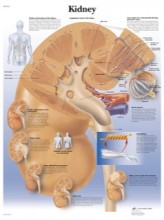 Kidney Anatomy Poster