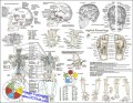 Applied Kinesiology Poster